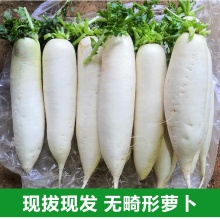 四川农家自种白萝卜新鲜蔬菜甜脆不发糠不空心应季长萝卜